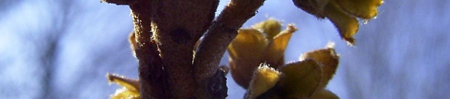 Anklicken um das ganze Bild zu sehen  Virginische Zaubernuss Blüte gelb Hamamelis virginiana