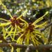 Zurück zum kompletten Bilderset Chinesische Zaubernuss Blüte gelb Hamamelis mollis