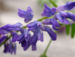 Zurück zum kompletten Bilderset Zaun-Wicke Blüte violett Vicia sepium