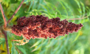 Zerschlitzblaettriger Essigbaum rot gruen Rhus typhina 01