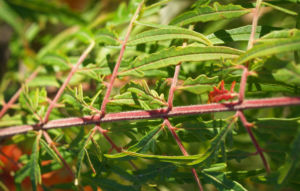 Zerschlitzblaettriger Essigbaum rot gruen Rhus typhina 04