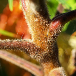 Zerschlitzblaettriger Essigbaum rot gruen Rhus typhina 05