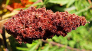 Zerschlitzblaettriger Essigbaum rot gruen Rhus typhina 07