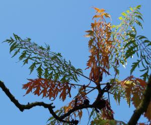 Zerschlitzblaettriger Essigbaum rot gruen Rhus typhina 09