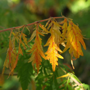 Zerschlitzblaettriger Essigbaum rot gruen Rhus typhina 10