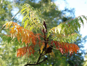 Zerschlitzblaettriger Essigbaum rot gruen Rhus typhina 12