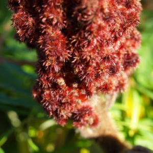Zerschlitzblaettriger Essigbaum rot gruen Rhus typhina 14