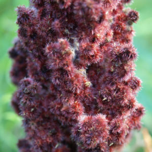 Zerschlitzblaettriger Essigbaum rot gruen Rhus typhina 15