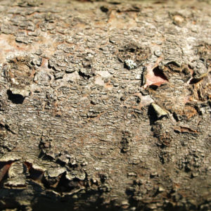 Zerschlitzblaettriger Essigbaum rot gruen Rhus typhina 16