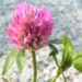 Zurück zum kompletten Bilderset Zickzack Klee Blüte rot Trifolium medium