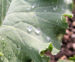 Zurück zum kompletten Bilderset Zierkohl Blätter rosa grün Brassica oleracea