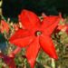 Zurück zum kompletten Bilderset Zier Tabak Blüte rot Nicotiana sylvestris