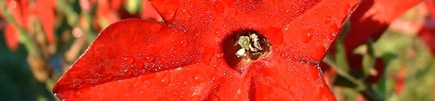 Anklicken um das ganze Bild zu sehen  Zier Tabak Blüte rot Nicotiana sylvestris