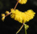 Zurück zum kompletten Bilderset Zig Zag Wattle Blüte gelb Acacia merinthophora