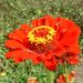 Zurück zum kompletten Bilderset Zinnie Blüte rot Zinnia elegans