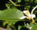 Zurück zum kompletten Bilderset Zitrone Baum Blüte weiß Citrus x limon