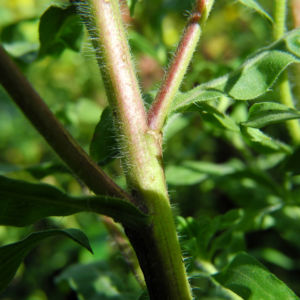 Zottiges Goldauge Blatt gruen Heterotheca villosa 03