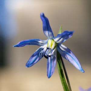 Zweiblaettriger Blaustern Bluete hell blau Scilla bifolia 01