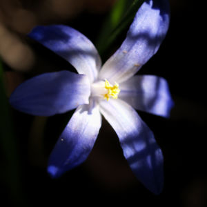 Zweiblaettriger Blaustern Bluete hell blau Scilla bifolia 16