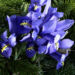 Zurück zum kompletten Bilderset Zwerg-Iris Blüte blau Iris reticulata
