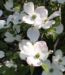 Zurück zum kompletten Bilderset Blüten-Hartriegel Strauch Blüte weiß Cornus florida