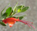 Zurück zum kompletten Bilderset Emu Busch Blüte rot Eremophila glabra