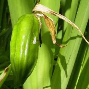 iris pseudacorus 02