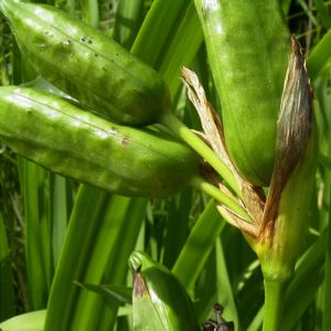 iris pseudacorus 03